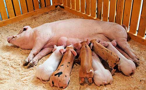 Самый эффективный откорм свиней в домашних условиях