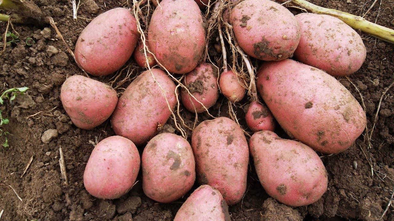 Характеристика сорта картофеля лабелла