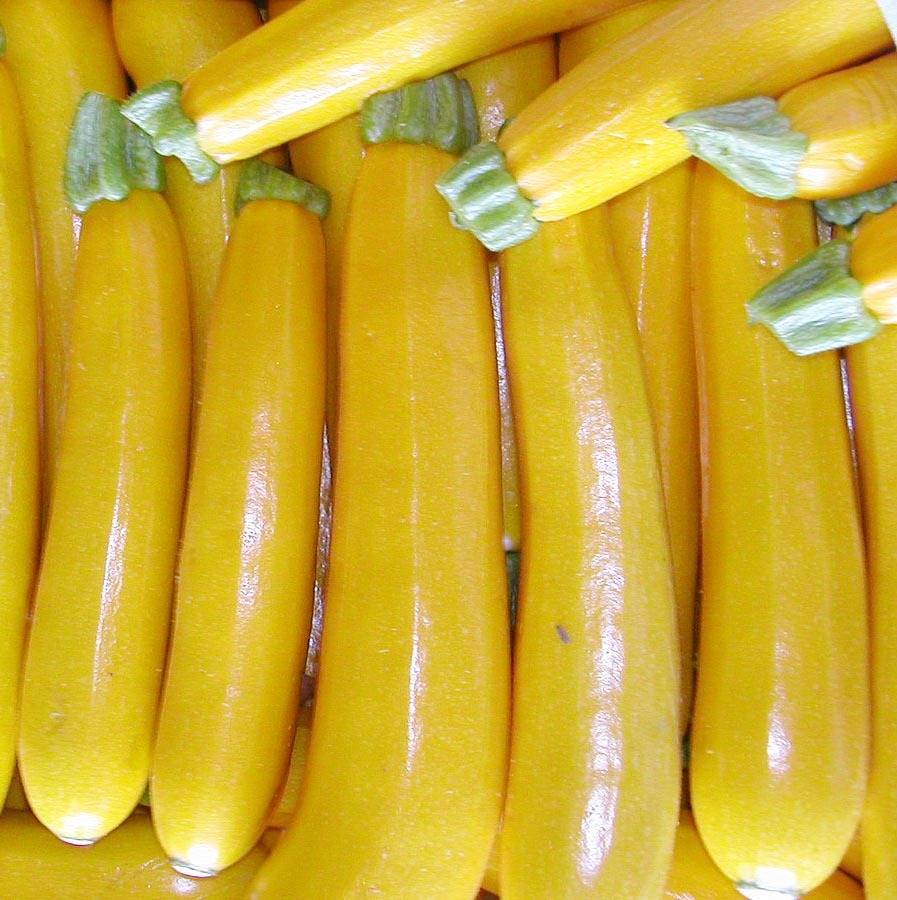 Сорта желтых кабачков: описание с фото, отзывы