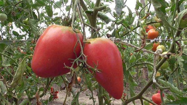 Помидор-гигант, размер плодов которого поражает воображение — выращиваем самостоятельно томат «чудо сада»