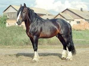 Описание породы русский тяжеловоз и содержание лошадей