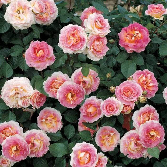 Плетистая роза «казино» (28 фото): описание сорта, его посадка и уход, отзывы дачников