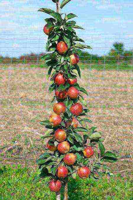 Сорт яблони «васюган» — выращивание и уход