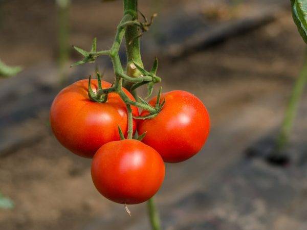 Какие сорта томатов засухоустойчивы?