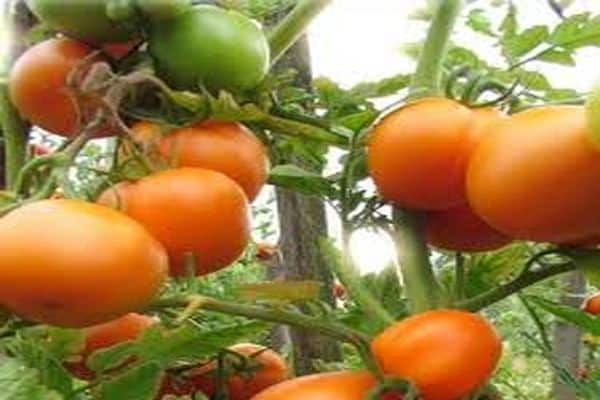 Особенности выращивания томата ажур