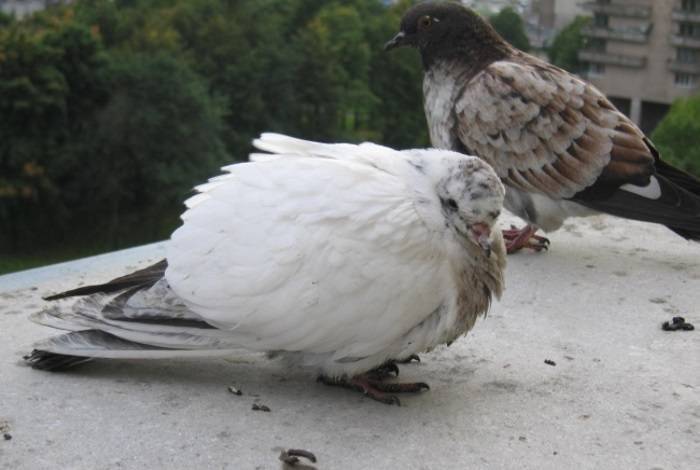 Известные болезни голубей - как их лечить?