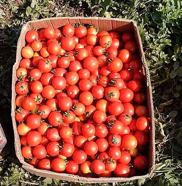 Томат "асвон f1": фото и описание сорта, характеристики плодов-помидоров