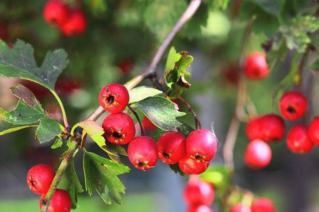 Обыкновенный боярышник кроваво красный, описание и фото, уход и посадка глода, плоды и ягоды их полезные свойства и противопоказания
