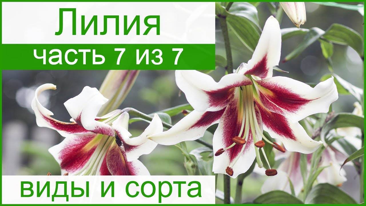 Лилия: фото и описание сортов и видов садовых цветов лилии