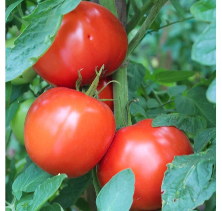 Сорт томата «бобкат f1»: описание, характеристика, посев на рассаду, подкормка, урожайность, фото, видео и самые распространенные болезни томатов