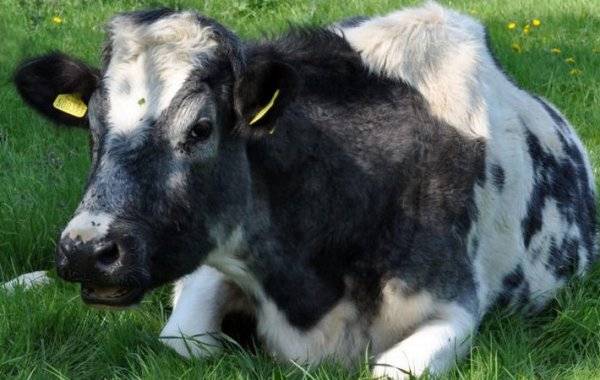 Коровы не едят сено: в чём причина, что делать