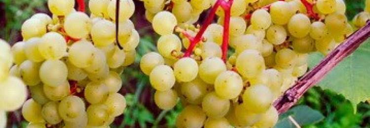 Виноград валентина: описание сорта, выращивание