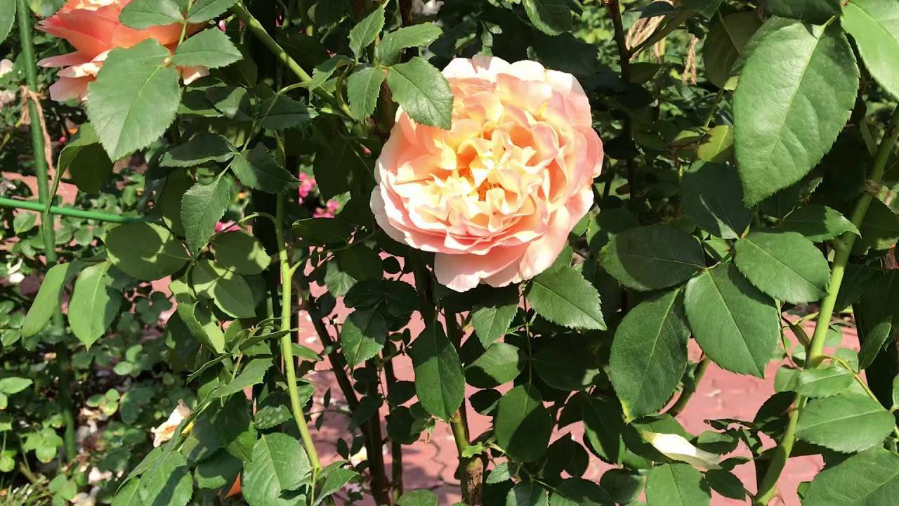 Плетистая роза salita (салита): фото и описание, отзывы