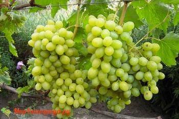 Сорт винограда «подарок запорожью», описание, фото и видео