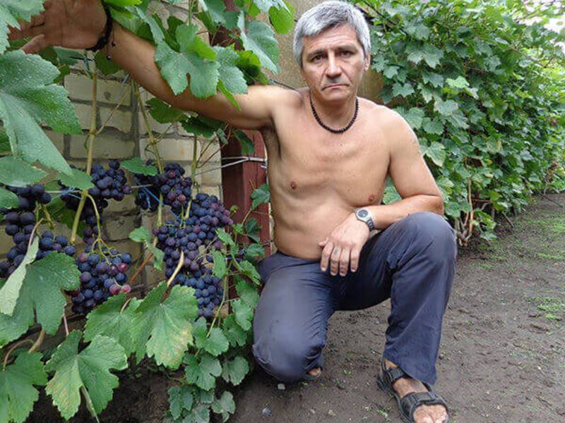 Как правильно вырастить виноград «рошфор»