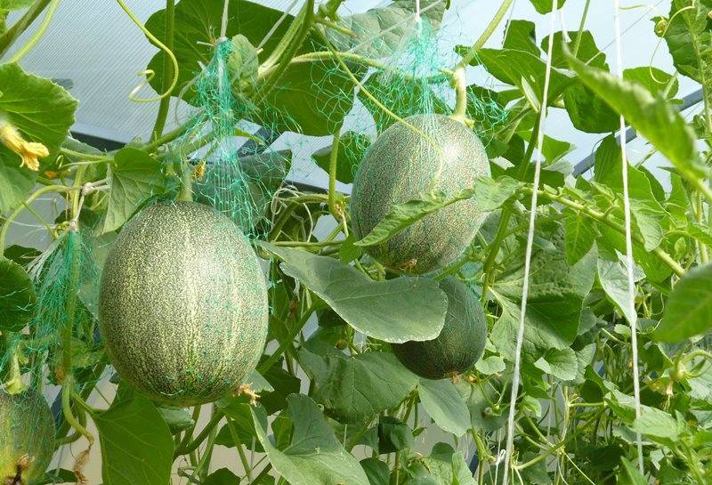 Выращивание арбуза в тепличных условиях