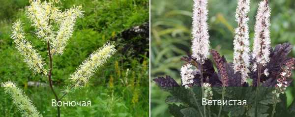 Цветы клопогон кистевидный и ветвистый: фото сортов, посадка и уход при выращивании