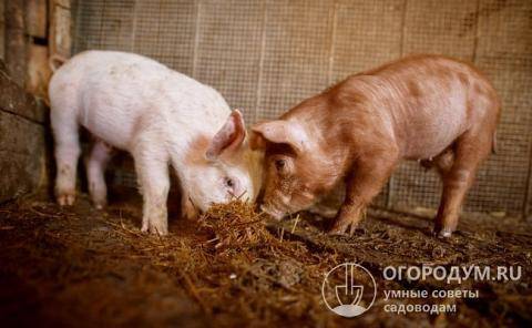 Условия содержания свиней зимой - agritimes.ru