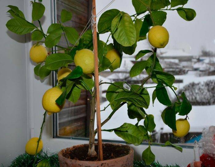 Описание сорта лимона мейера и уход в домашних условиях