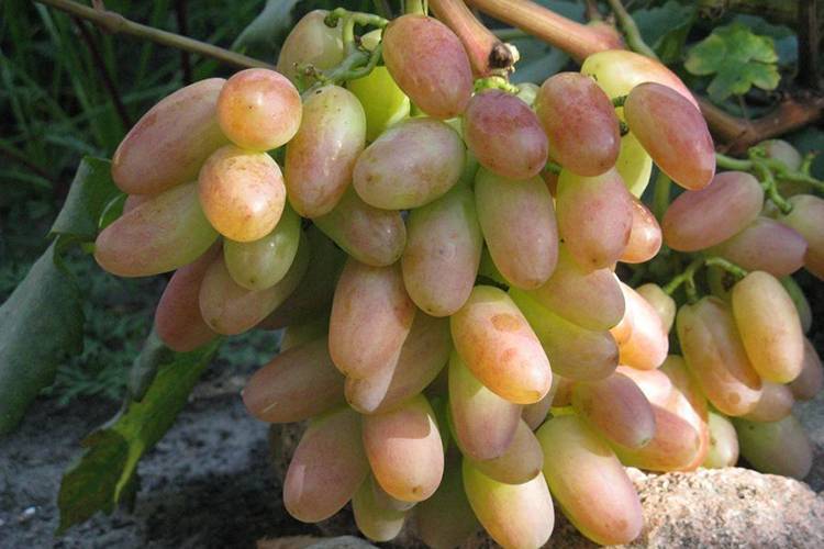 О винограде юбилей новочеркасска: описание и характеристики сорта, посадка и уход