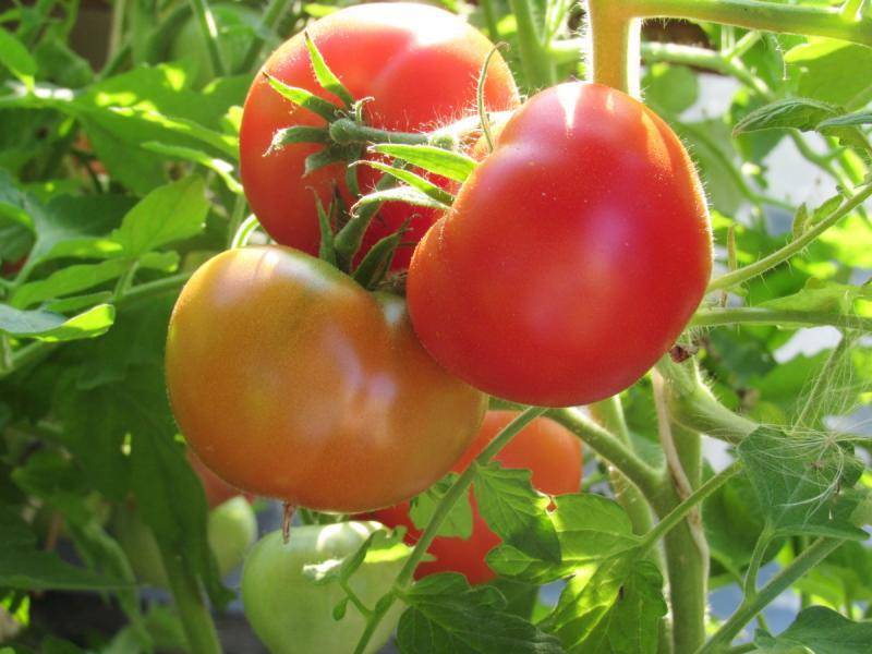 Проверенный временем томат никола — подробное описание, секреты выращивания, отзывы