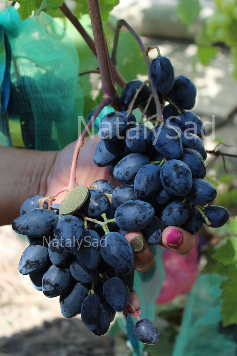 Описание винограда сорта ромбик - общая информация - 2020