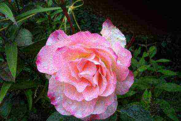 Особенности выращивания английских роз в вашем саду, как посадить и ухаживать за розами остина
