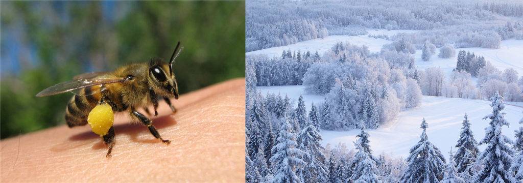 Как зимуют пчелы?