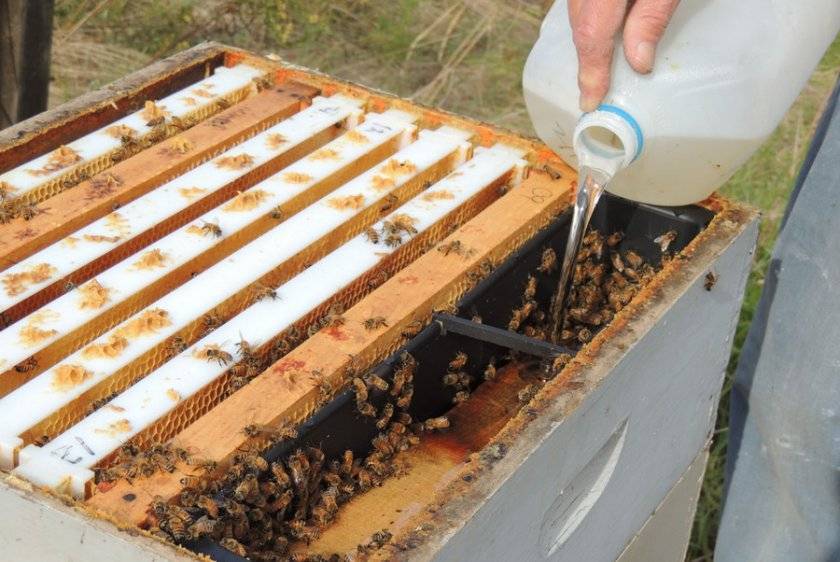 Подкормка пчел сахарным сиропом осенью
