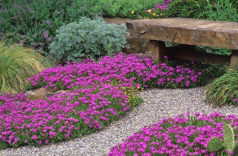 Обзор почвопокровных растений: 20 эффектных вариантов для вашего сада