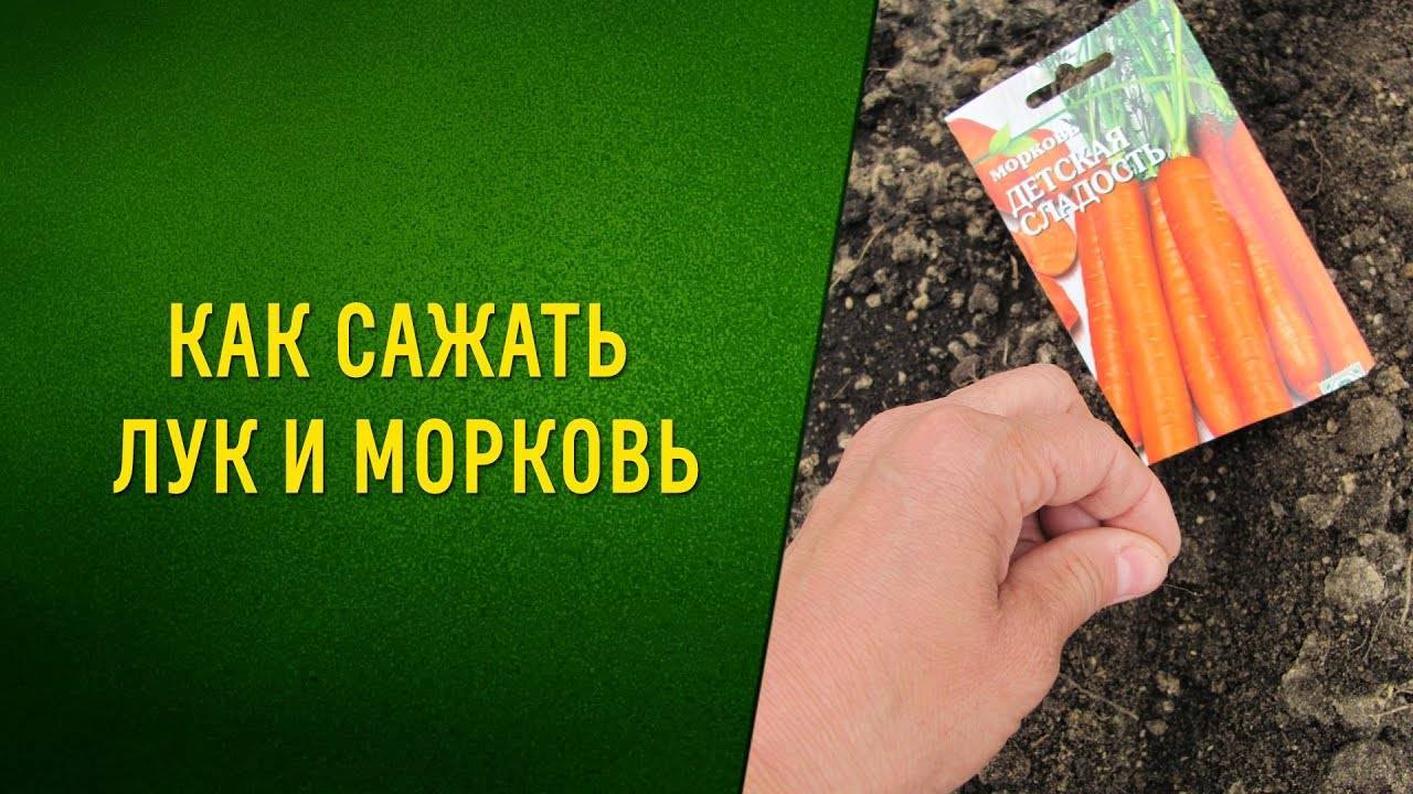 Когда сажать морковь в ленинградской области