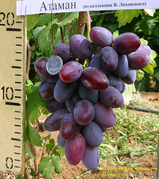 Виноград атаман: разновидности сорта, правила ухода и 2 способа размножения