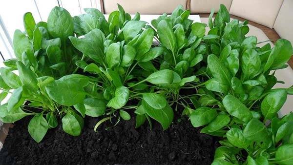 Важные причины посадить шпинат на участке – все о пользе шпината для здоровья