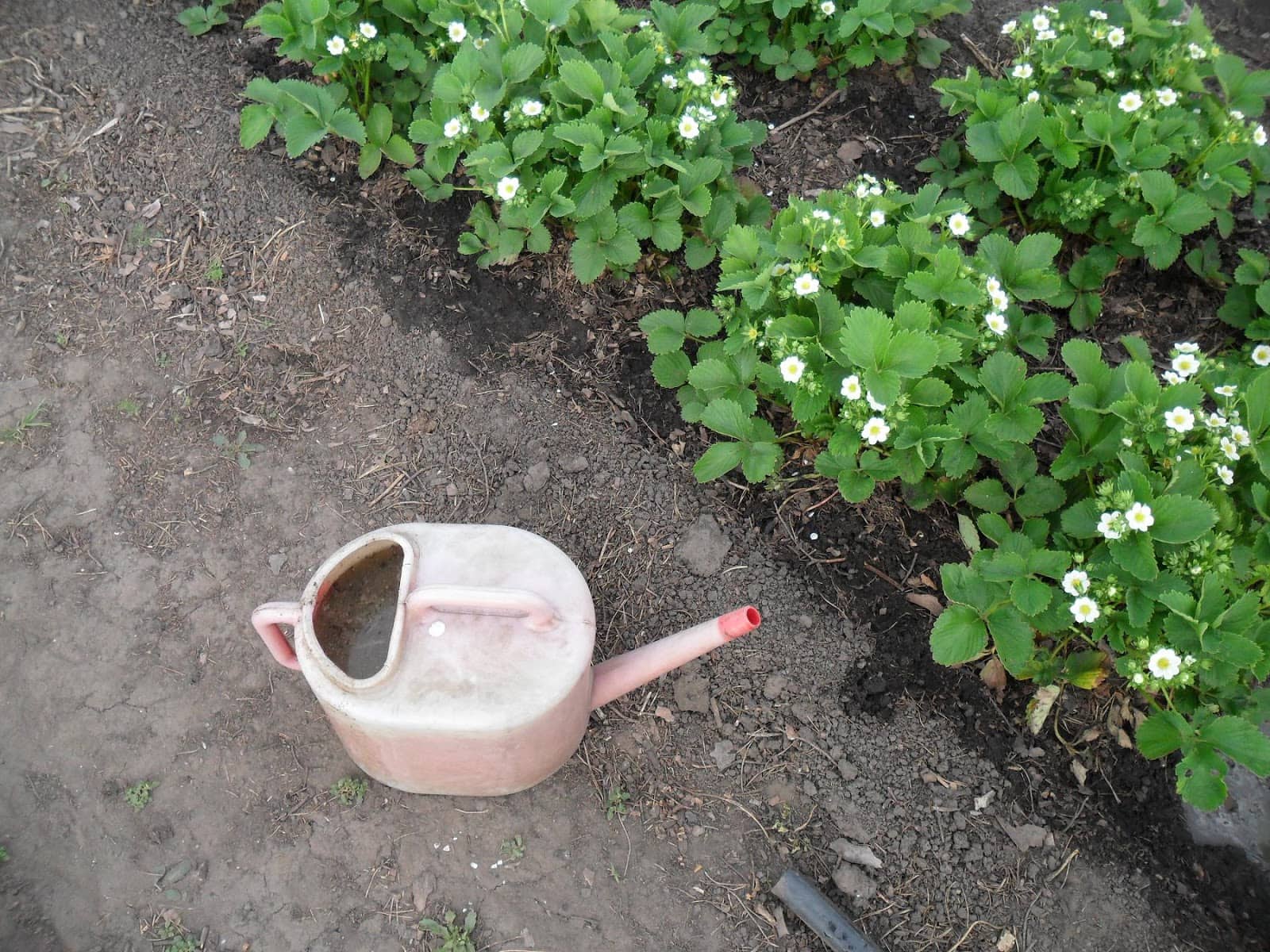 Как ухаживать за клубникой весной и летом: как правильно поливать, чем кормить, как защищать урожай