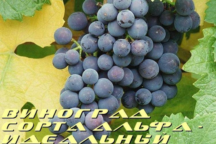 Сорт винограда «альфа»: описание и фото, секреты выращивания