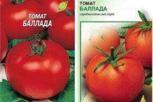 Ранний богатый урожай на радость каждому дачнику — томат «полбиг»