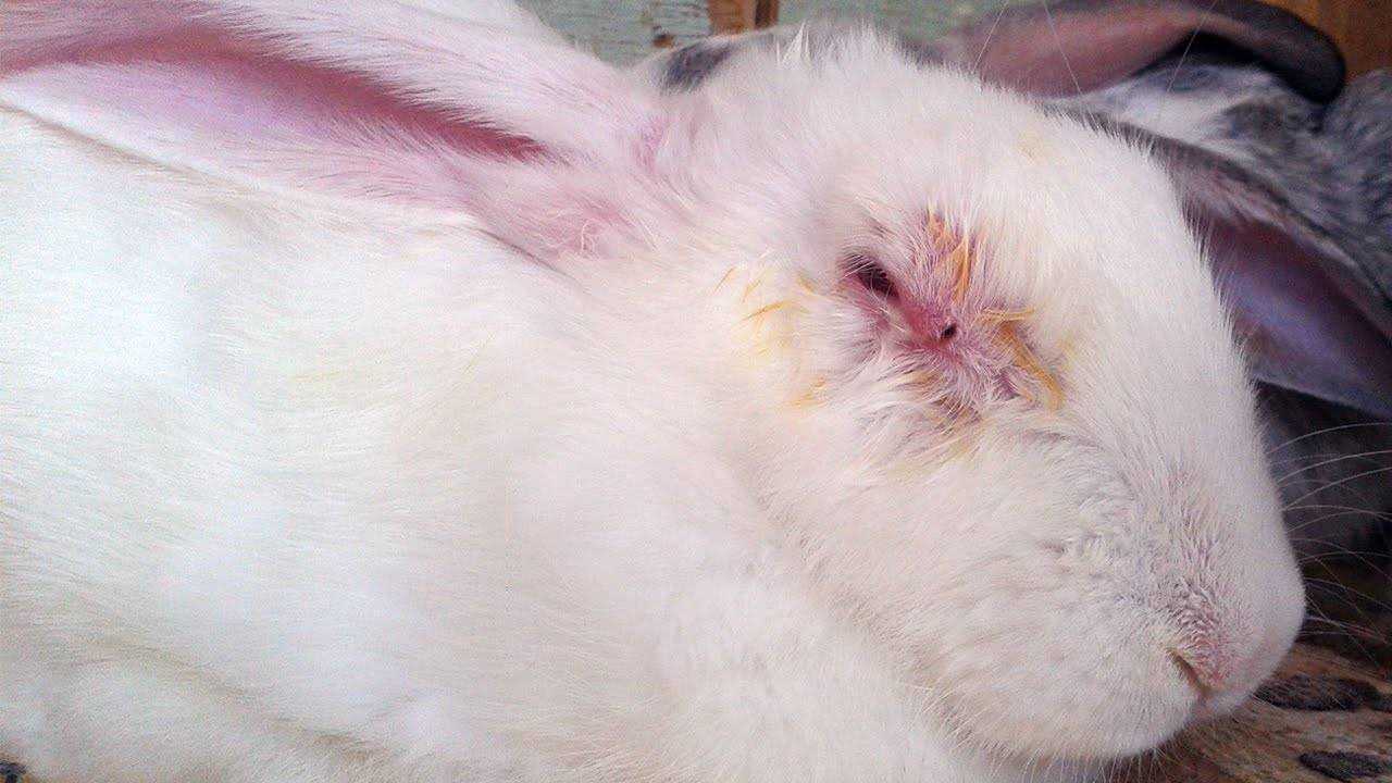 Болезни у кроликов и как их лечить 