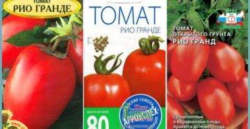 Описание сорта томата рио гранде, особенности выращивания и ухода