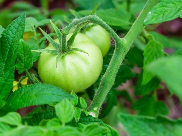 Характеристика и описание сорта томата малахитовая шкатулка, его урожайность