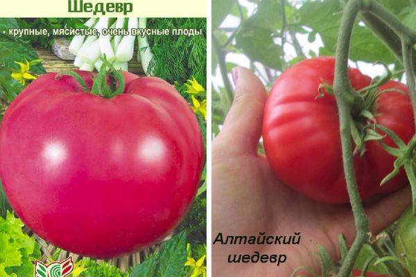 Сибирский богатырь: крупноплодный томат алтайский шедевр