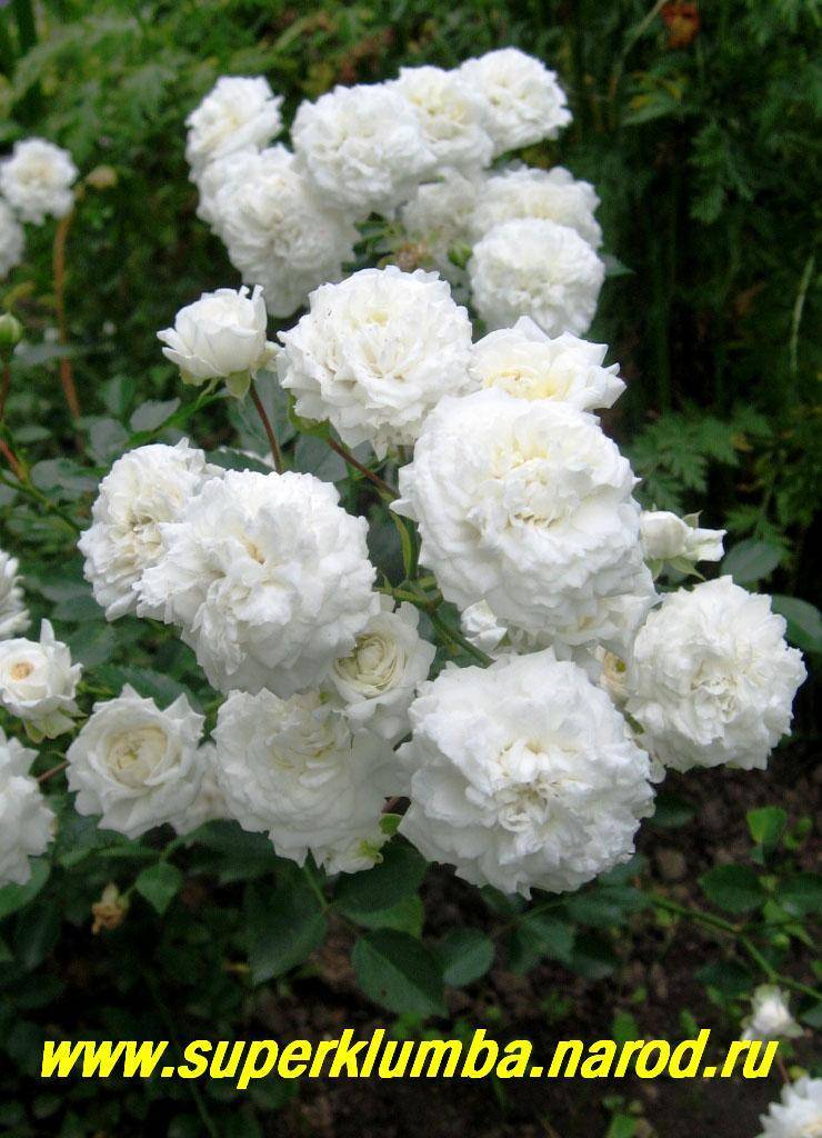 Неприхотливая красота: самые красивые сорта плетистых роз