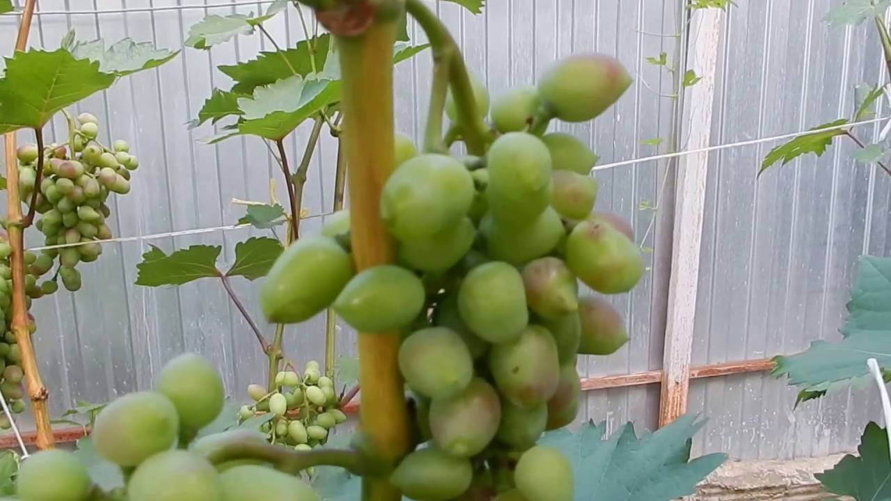 Сорт винограда «красотка»