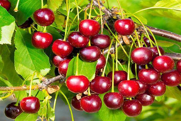 Описание и характеристика самоплодных сортов вишни