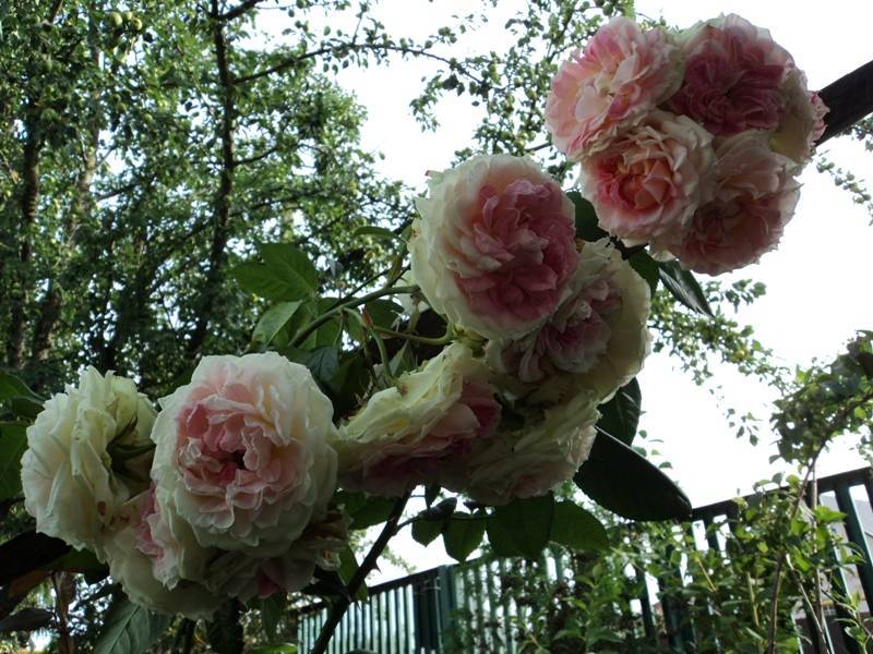 Посадка роз осенью в открытый грунт