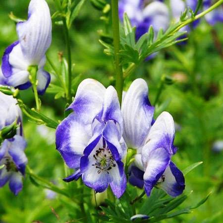 Аконит: описание растения и его размножение - энциклопедия цветов