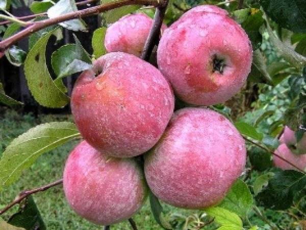 Зимний сорт канадской яблони — лобо