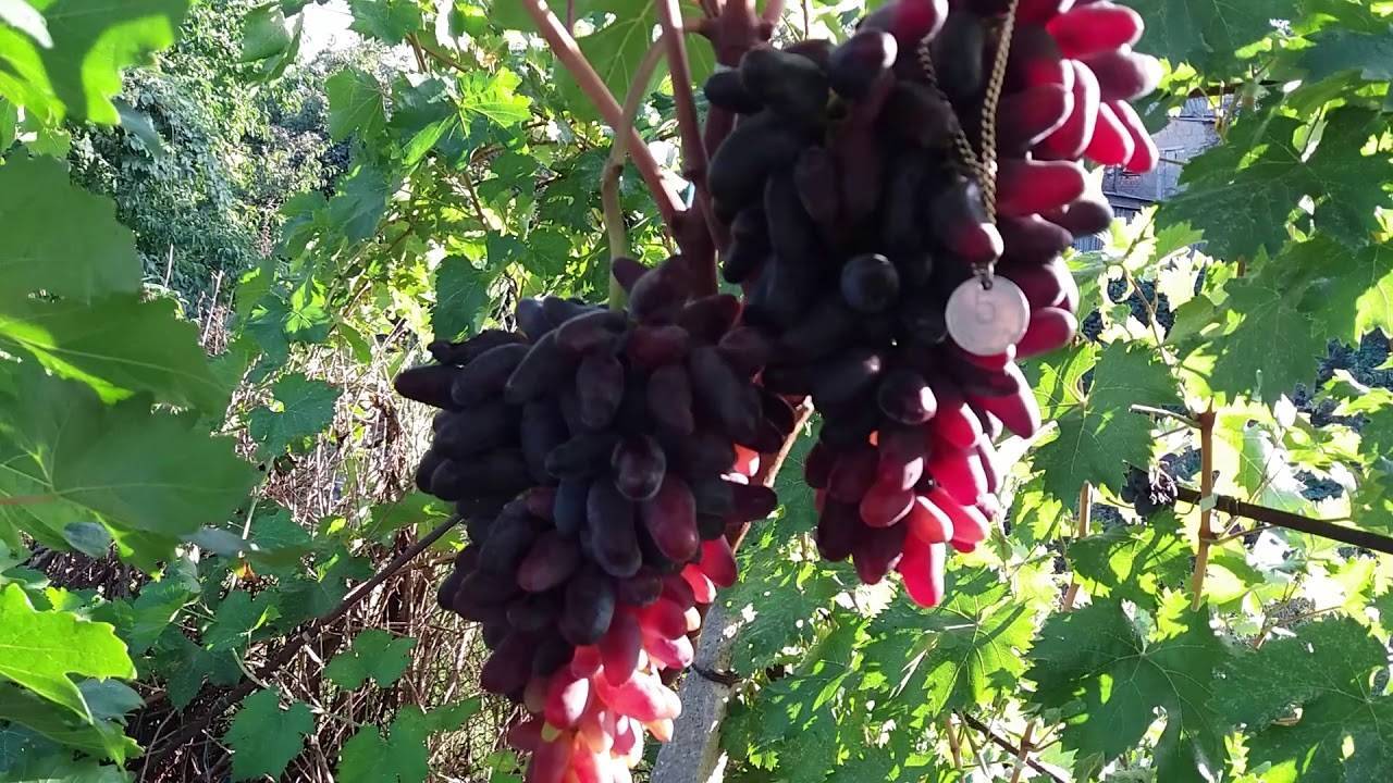 Пёстрый — сорт винограда