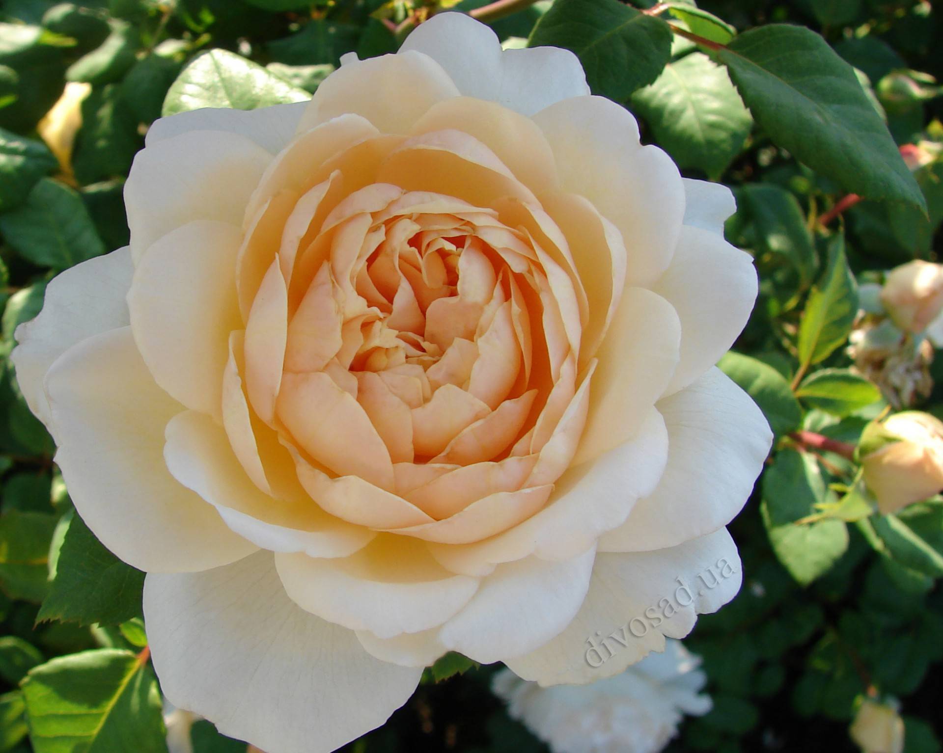 Роза крокус роуз: описание и уход