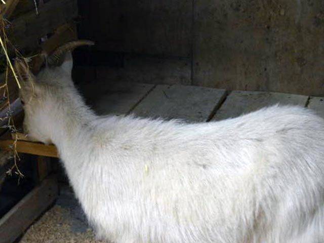 Русская белая порода – описание и признаки козы