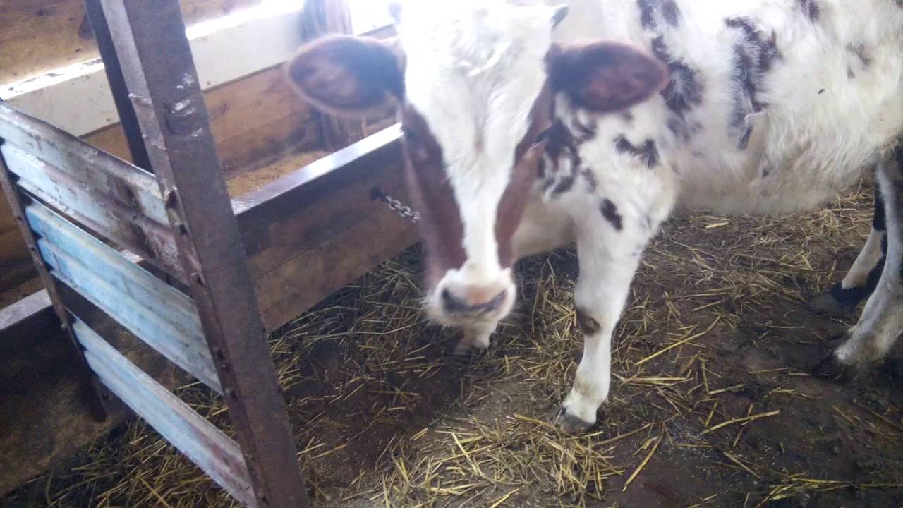 Виды кормушек для коров  и как сделать емкость самостоятельно